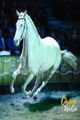 Cirque Ma'Ceo - Red Bluff in Los Angeles